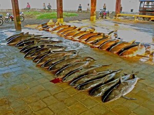 Tanjung Luar Fish Market - Fresh Sharks